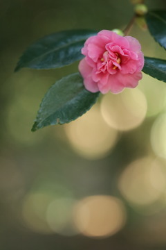 Camellia sasanqua*  困難に打ち克つ