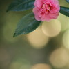Camellia sasanqua*  困難に打ち克つ