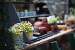 Succulent plants