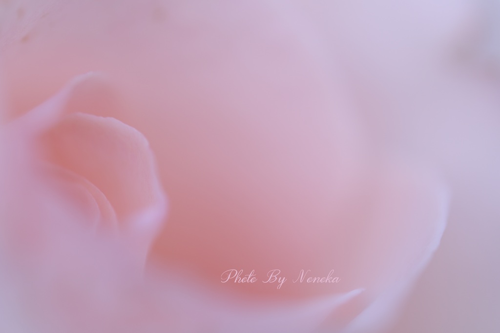 Fluffy Rose