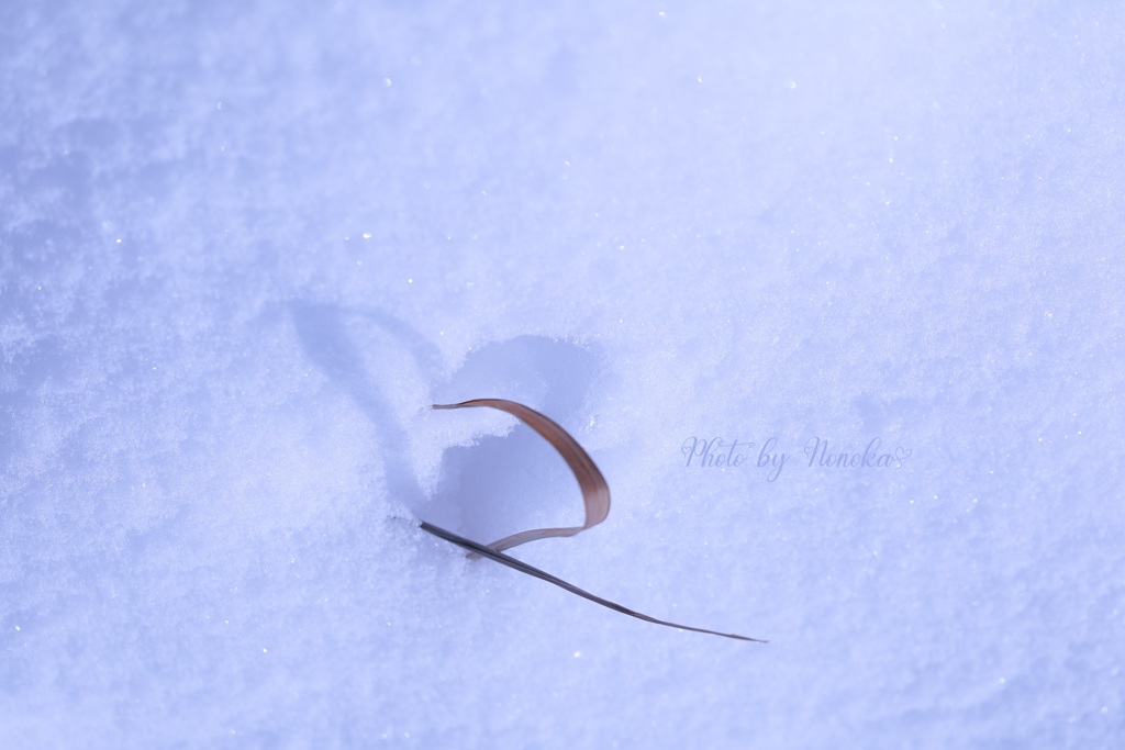 雪の日の贈り物