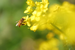 菜の花とミツバチ