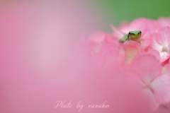 ここにいるよ