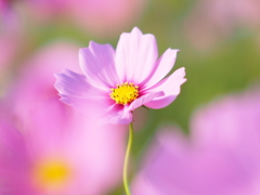 秋 桜 秋 桜