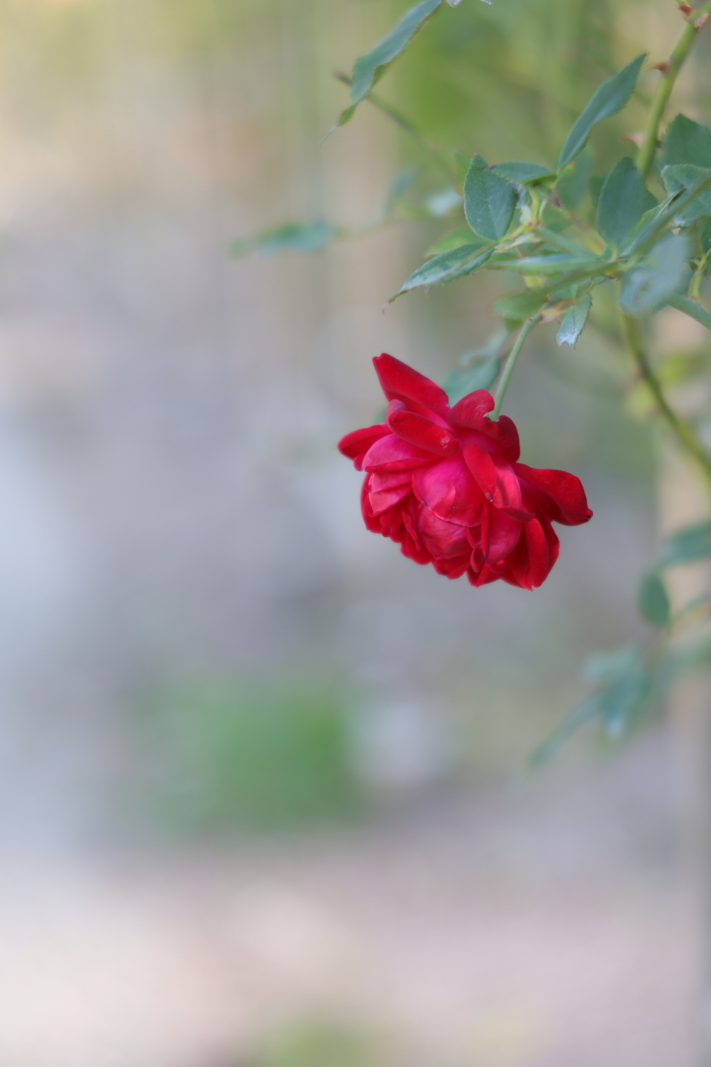 Autumn rose