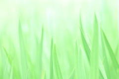 green*:.。