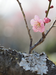 梅の花