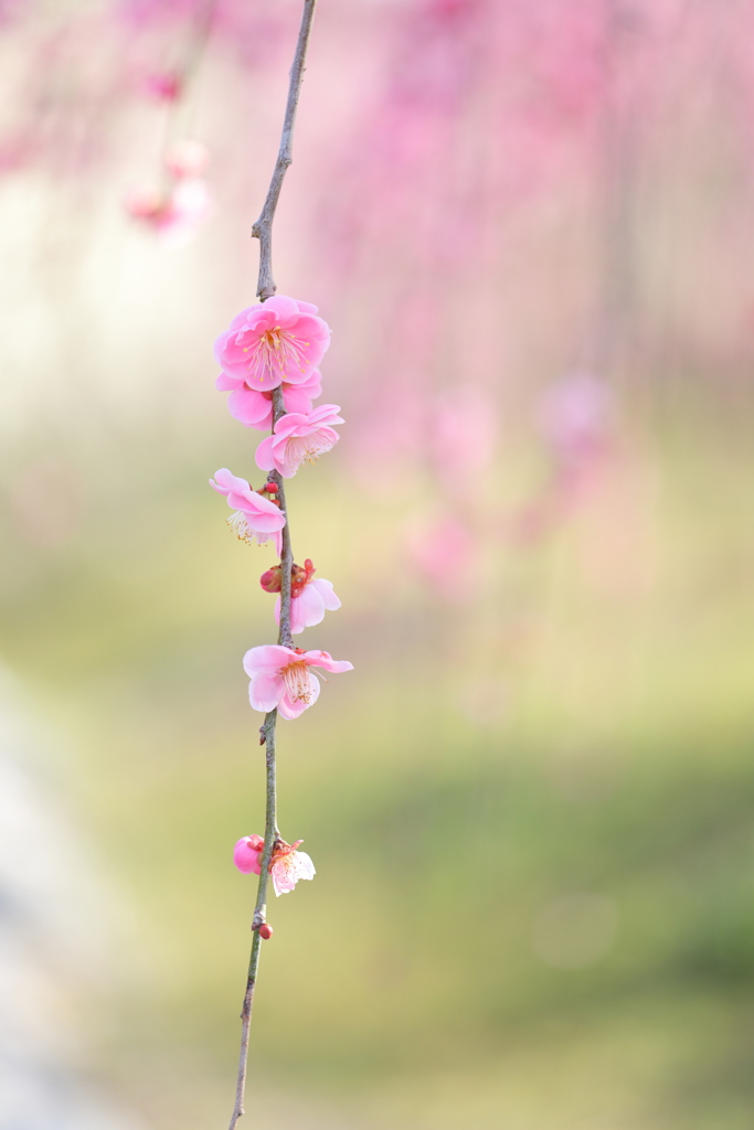 花一凛