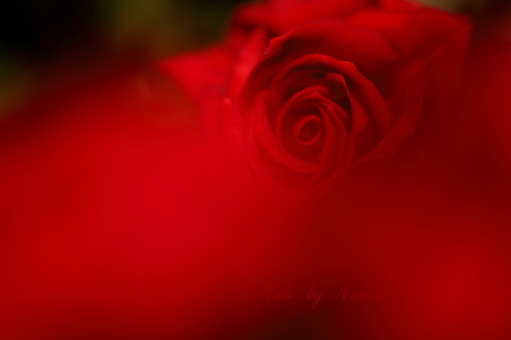 Bed Of Roses