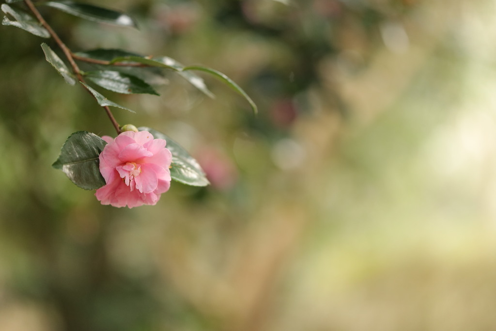 山茶花