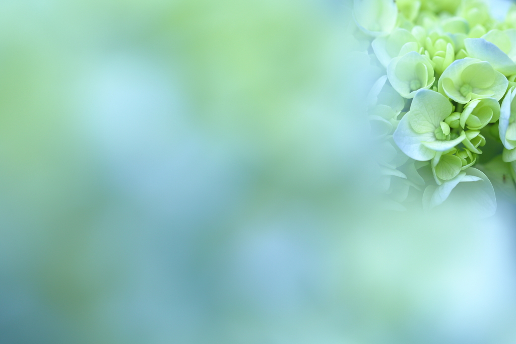 Hydrangea｡..*✽