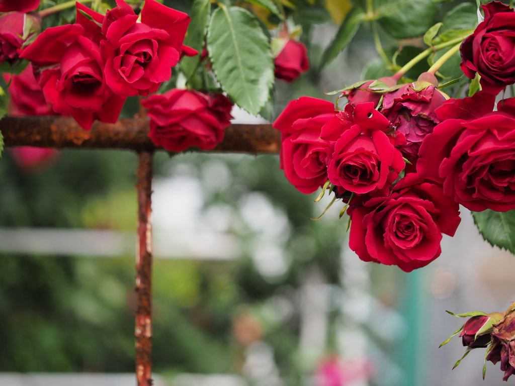 RoSes