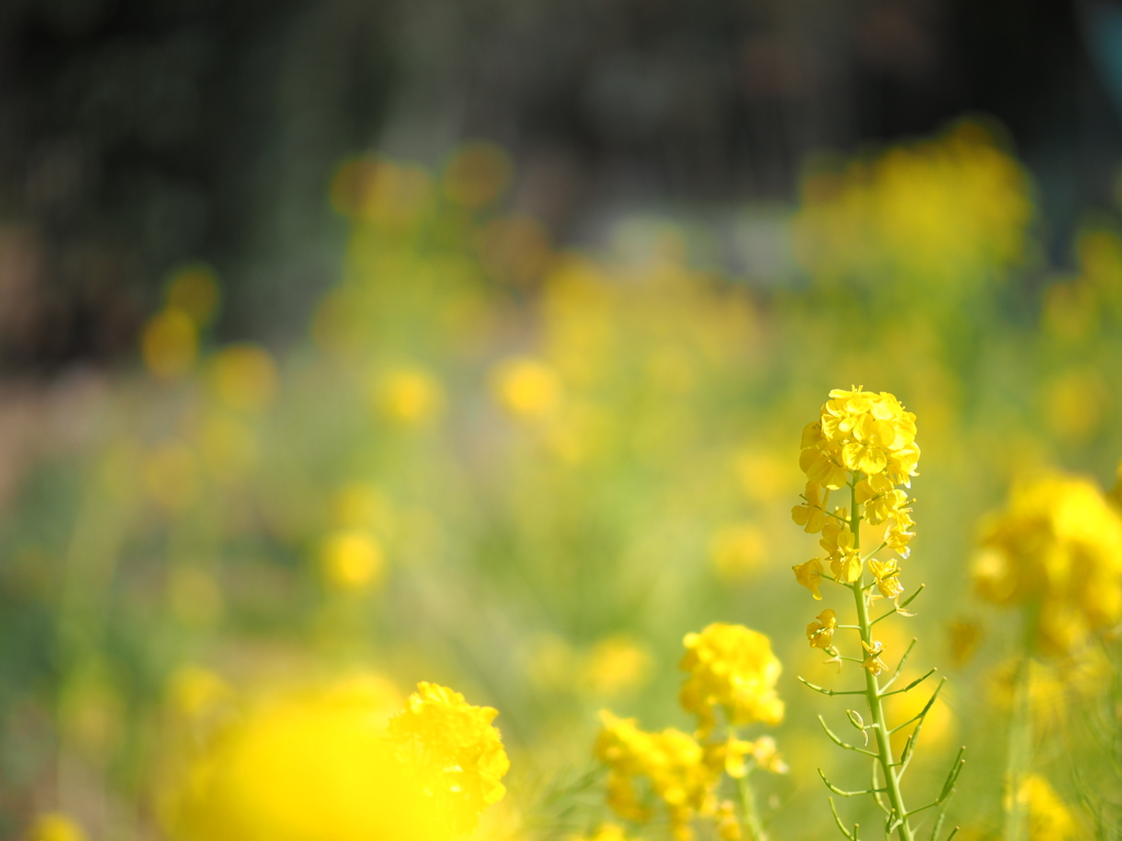 幸せの菜の花畑