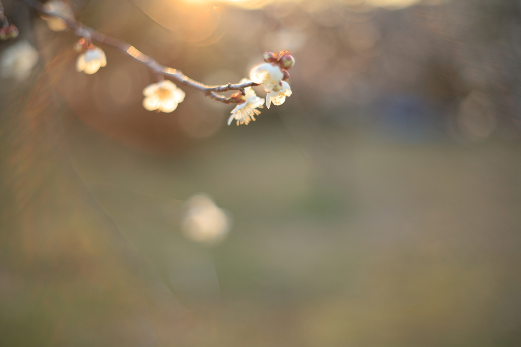 夕陽をあびて｡..*✽