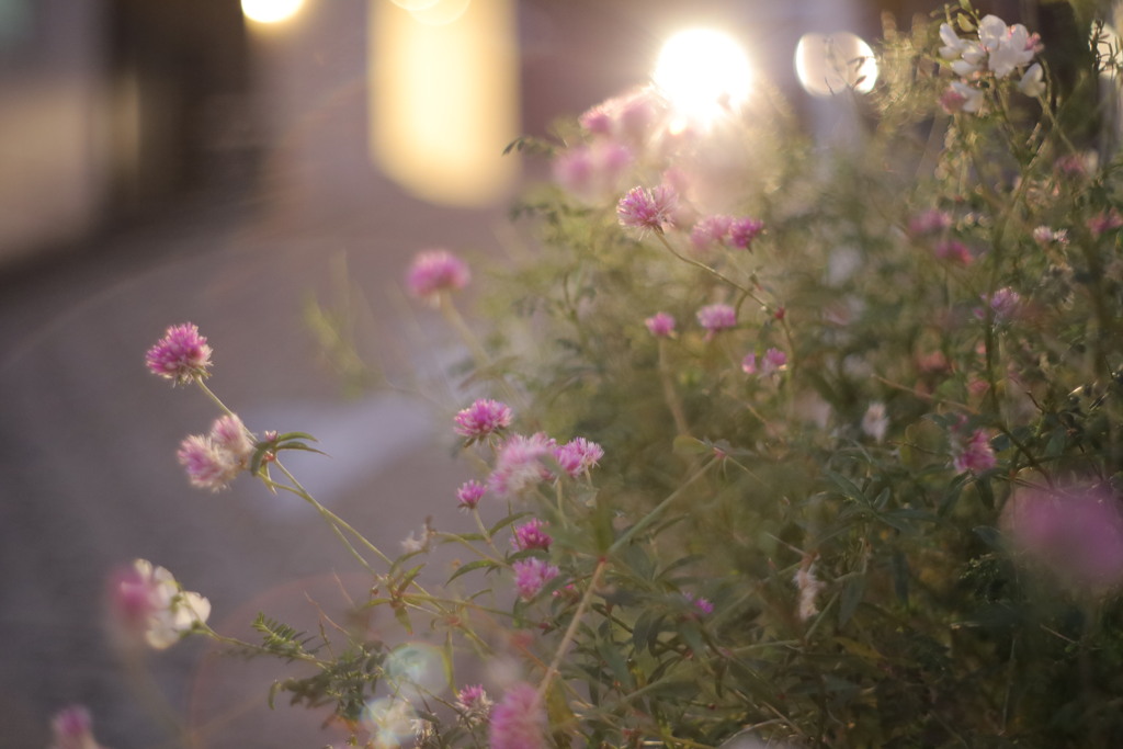 early evening⋆︎*