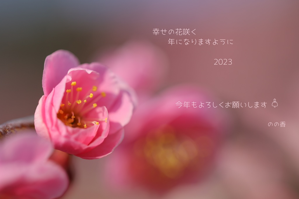 幸せの花