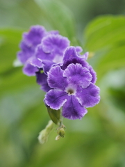Purple Love