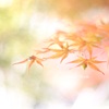 ふわりもみじ