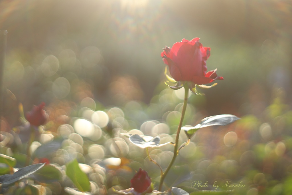 shining rose.*