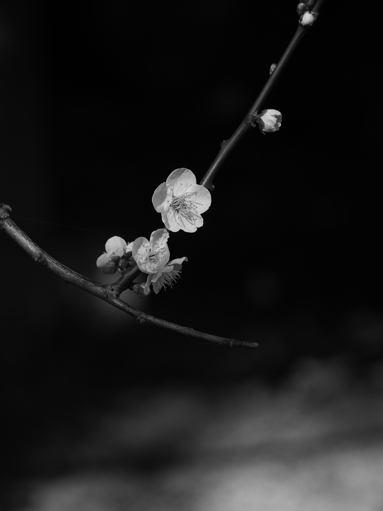 梅花