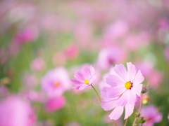 秋 桜* 秋 桜*