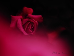 follow your heart