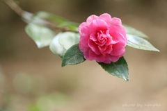 Camellia sasanqua 永遠の愛