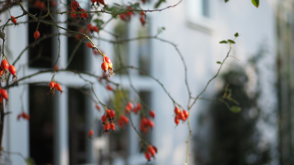 rose hip