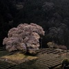 牛代の水見桜