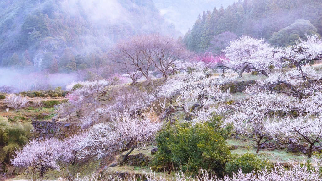 梅の目覚め
