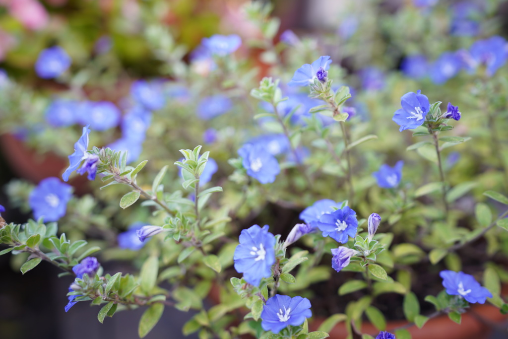 庭の花