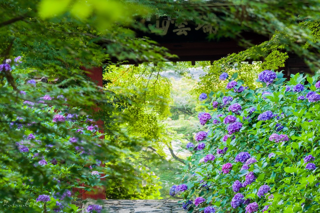 紫陽花萌ゆる