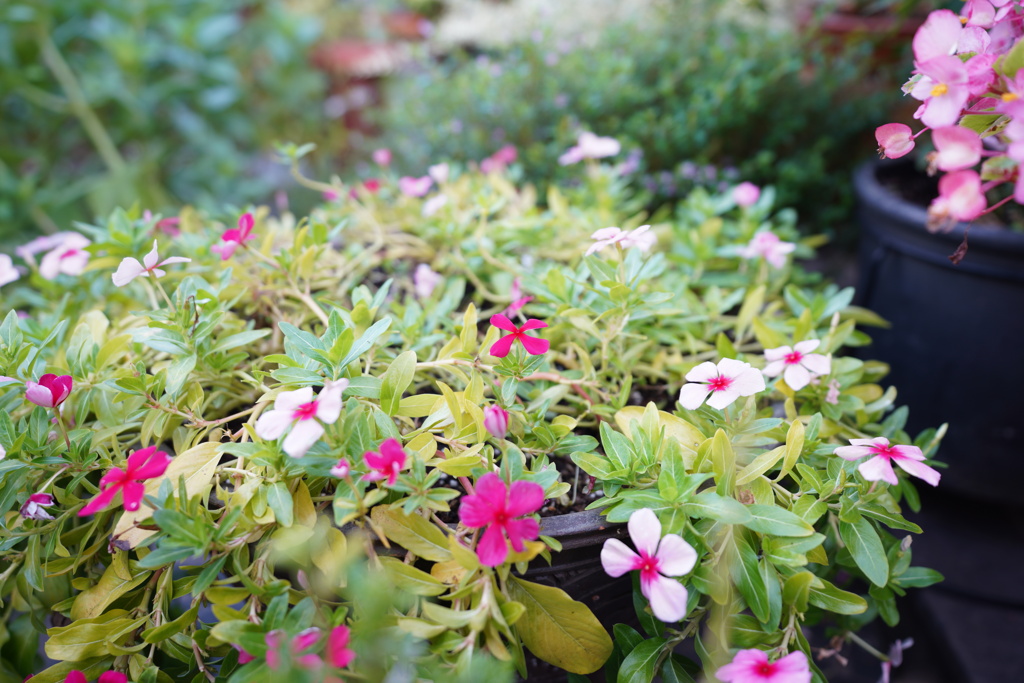 庭の花