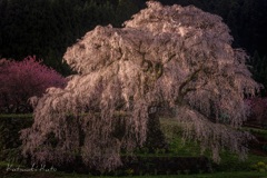 明けの桜