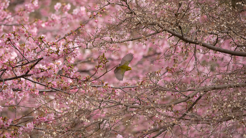 桜の世界