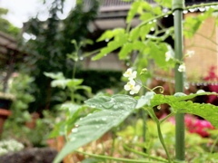 雨上がり