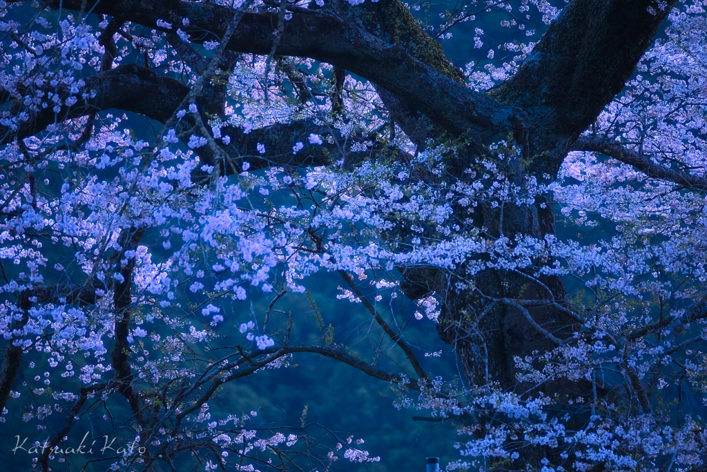 うつつの桜