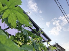 梅雨の中休み