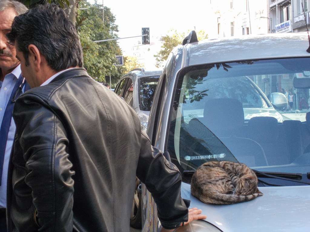 アンモニャイト　スパイ！