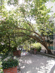 いつもの道・・・