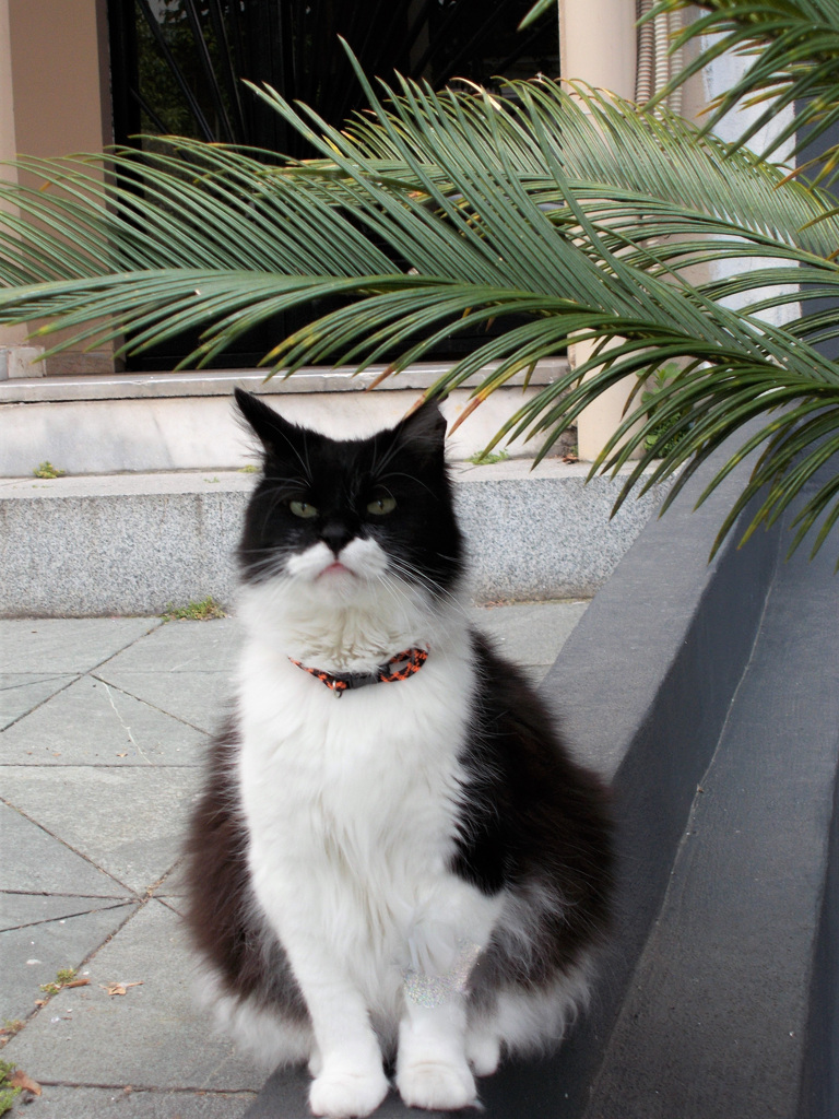 飼い猫の威厳とか…プライドとか…