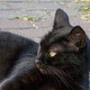 黒猫…☆♡
