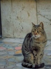 もう1っの凍てつく夜を生き抜いたけど～～