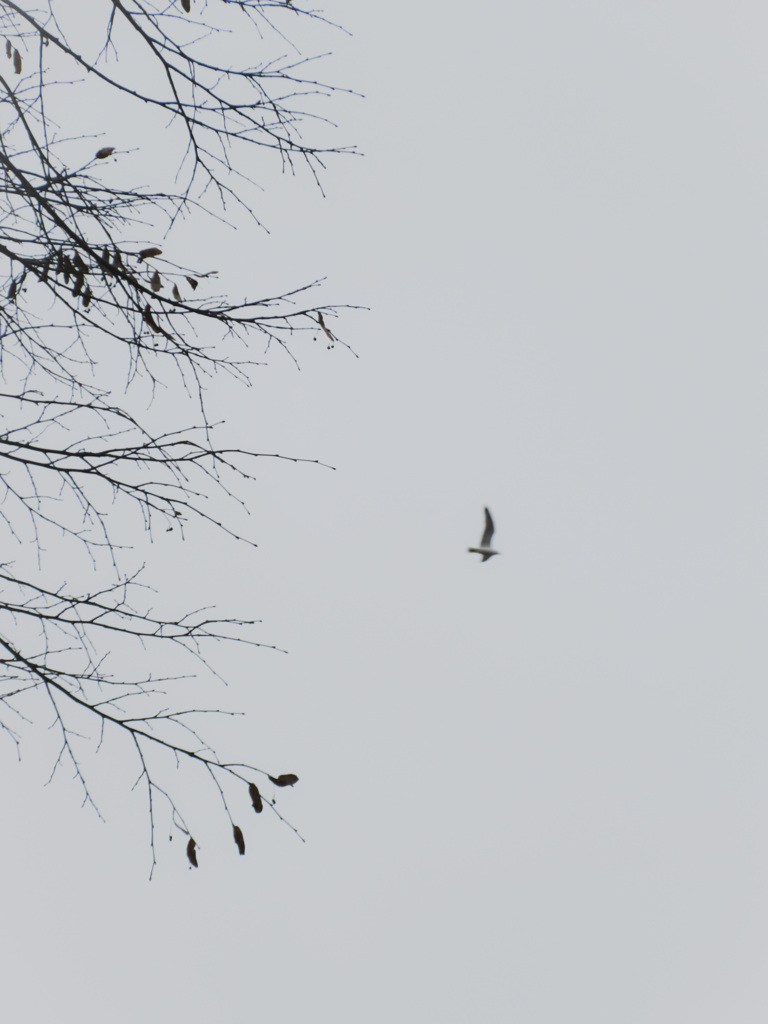 翼を広げて～～