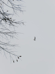 翼を広げて～～