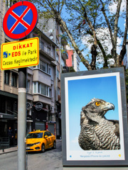 停車も駐車もさせニャイ！