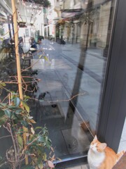 金色のお眼めに何を映しているの…？♡