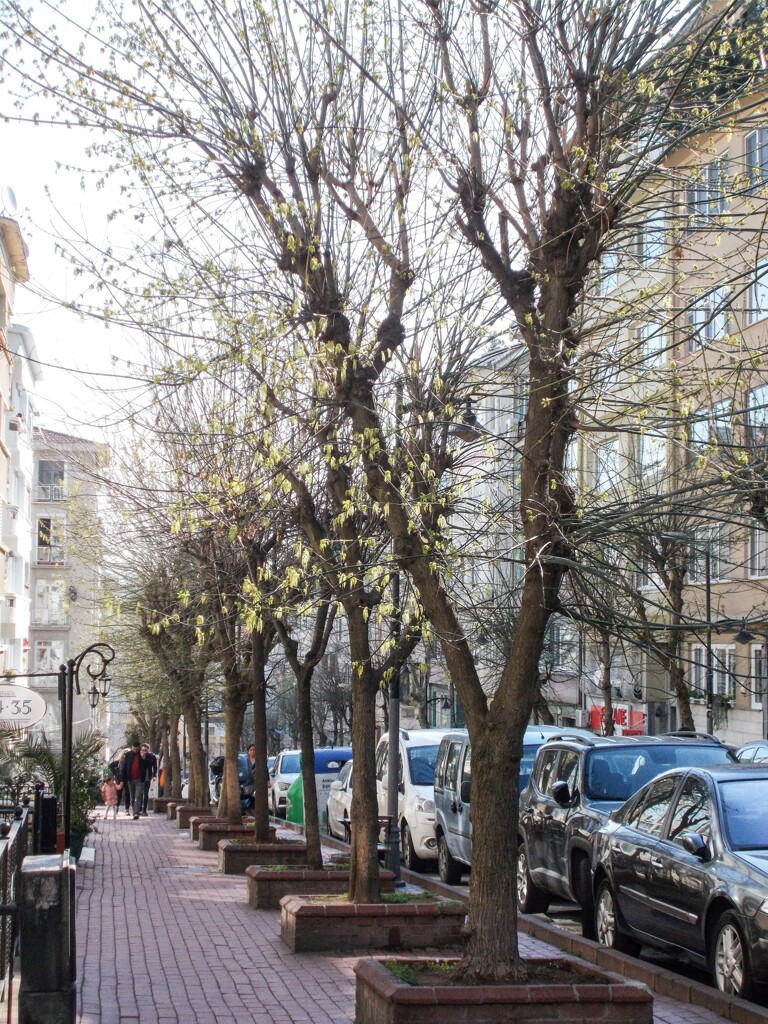 芽吹きだす　住宅街の街路樹達～