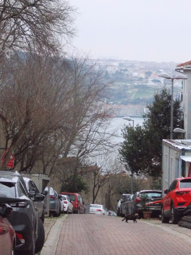 ニャンか文句言いながら～渡ってたけど～～