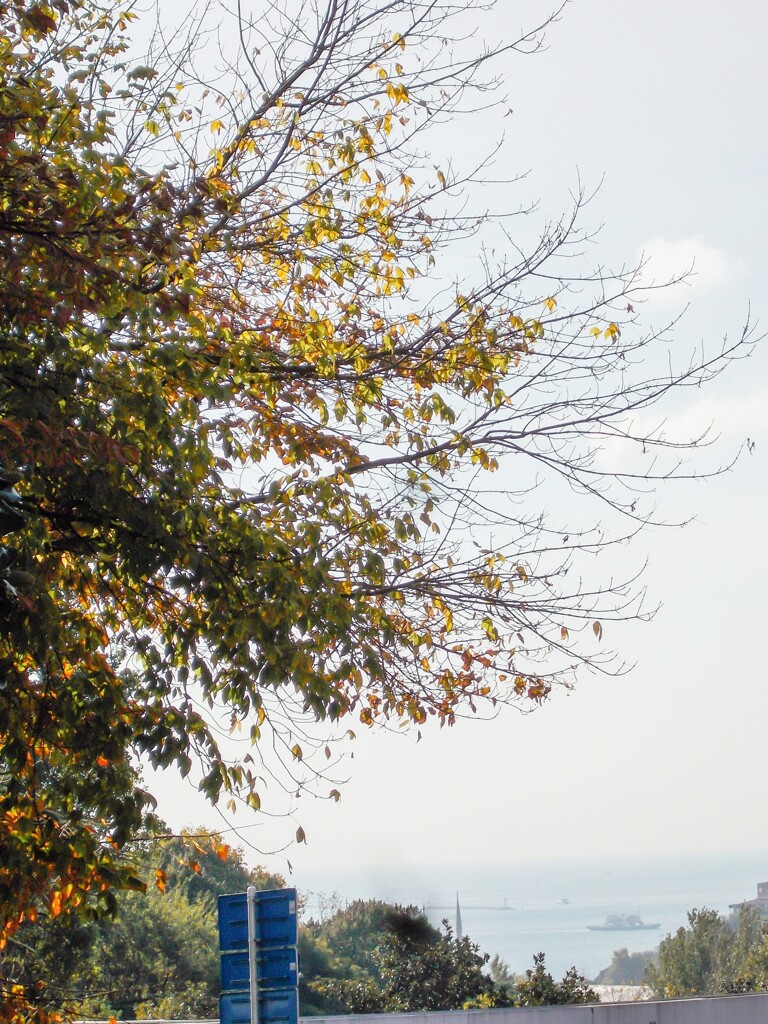 イスタンブールの街…樹々の.ビルの合間からボスポラス海峡が～♪